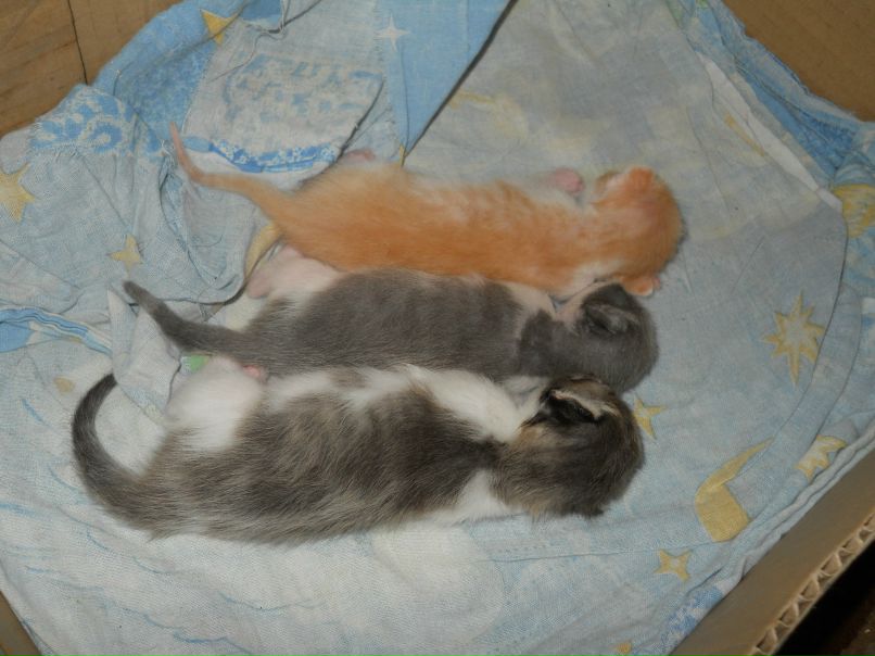 Ирина Хамцова | Шушенское