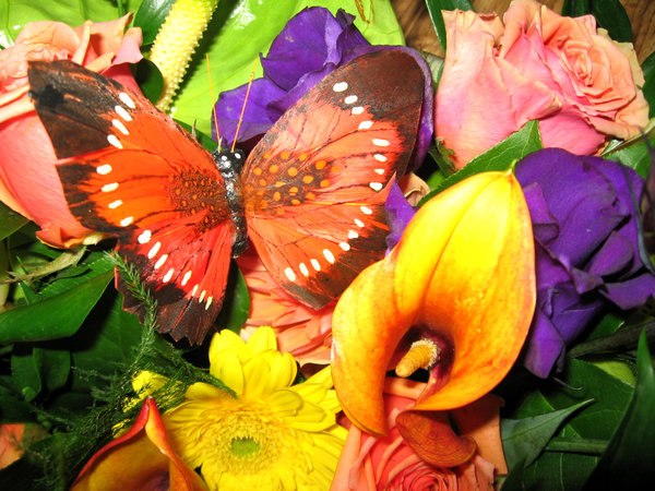 Елена Луканова | Новокузнецк