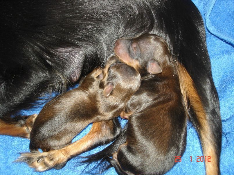 Светлана Самохвалова(Мелехина) | Санкт-Петербург