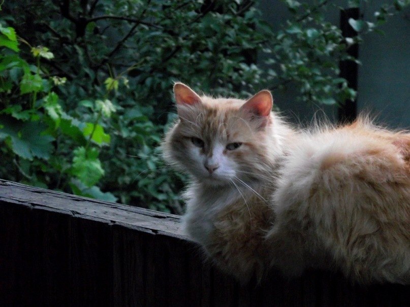 Владимир Мерцалов | 