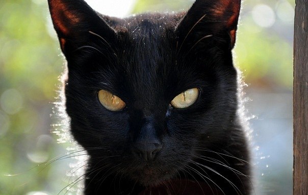 Лёха Лёха | Bergen