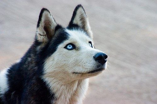 Тамара Степанова | Железногорск-Илимский