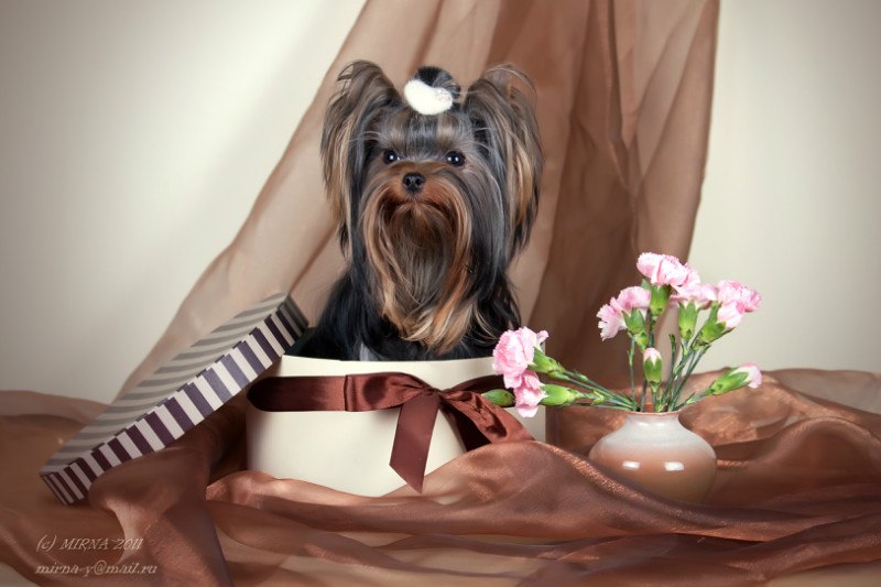 Наталья Колесникова | Киров