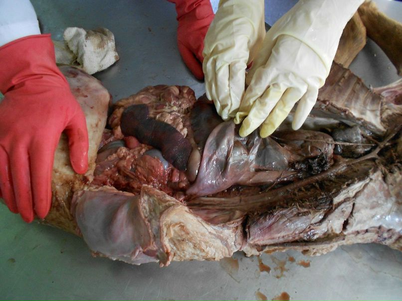 Юлька Утва | 