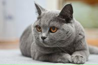 №31 Кристина Каратаева : профиль, фото, статус - ВКонтакте