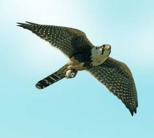 №82, Артур Соколенко, Санкт-Петербург, Россия №82, Артур Соколенко, Санкт-Петербург, Россия