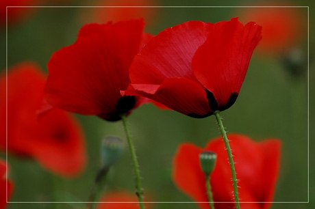 Людмила Полякова | Strasbourg