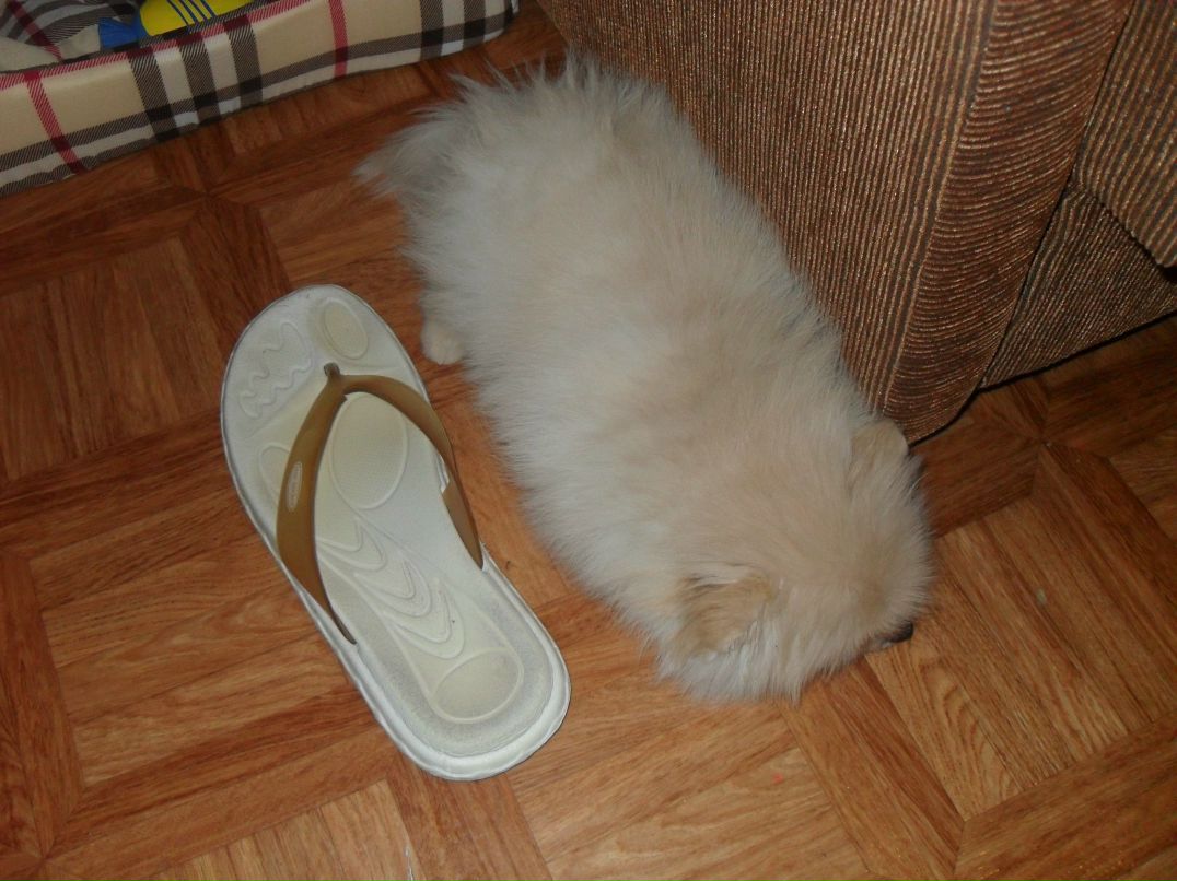 Макс Данилофф 8 Безумный койот 8 | Зеленоград