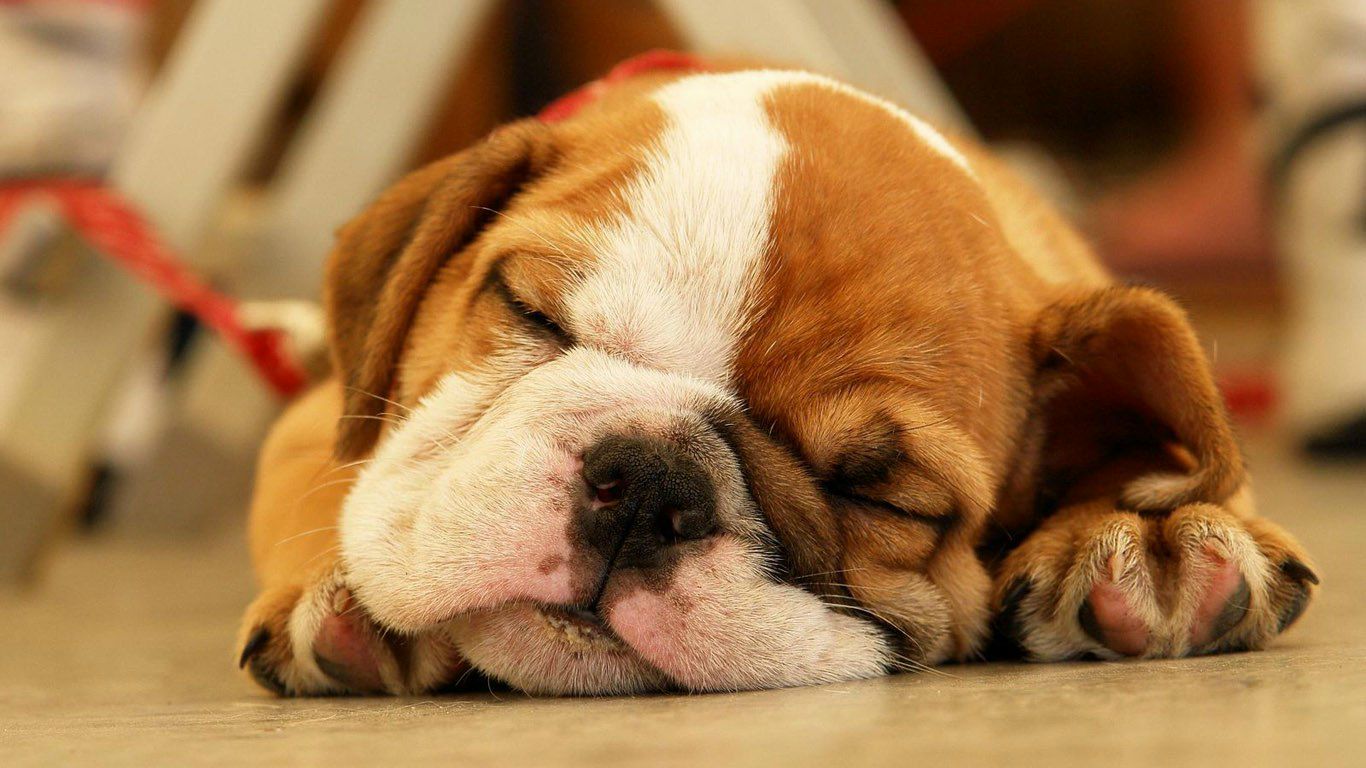 Андрей Егоров | Санкт-Петербург