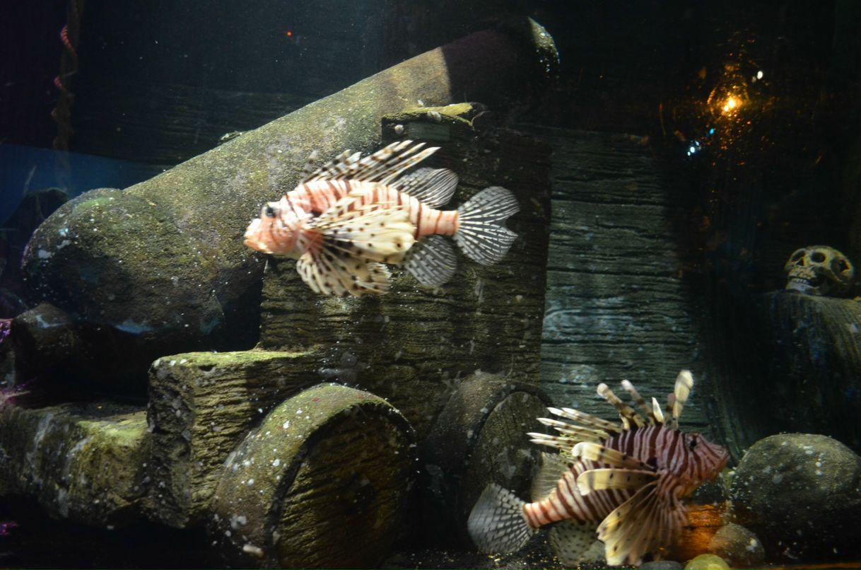 Ирина Протопопова | 