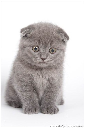 №11, Александр Сарана, 4.2 №11, Александр Сарана, 4.2