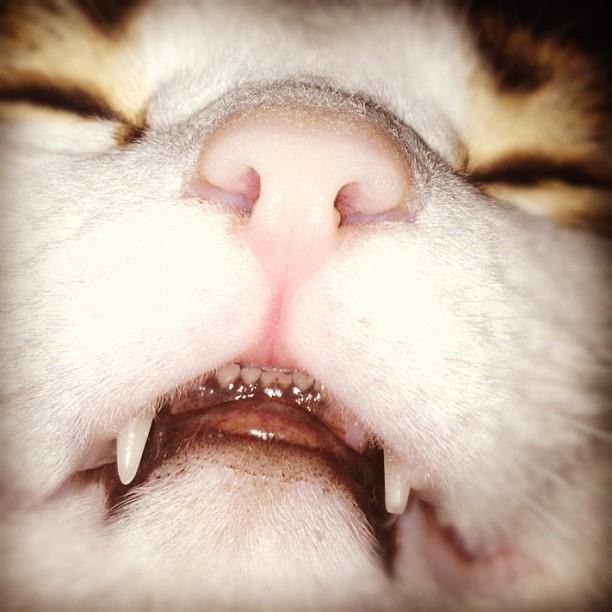 Лев Фавин | Киев