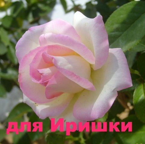 №9, Ирина Линник, 36 лет, Мариуполь №9, Ирина Линник, 36 лет, Мариуполь