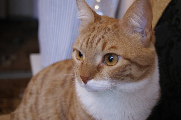 №153, Анастасия Дергунова, 35 лет, Москва, Россия №153, Анастасия Дергунова, 35 лет, Москва, Россия