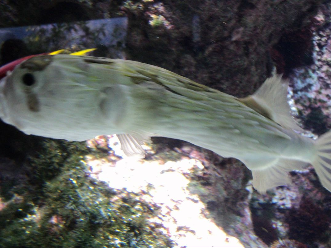 Инна Билоус | Одесса