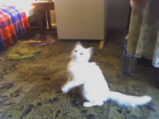 №55, Александра Березюк, Dubów №55, Александра Березюк, Dubów