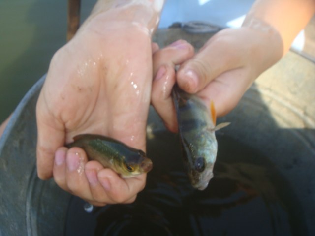 Рома Майбуров | 