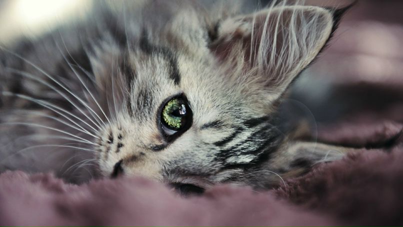 Елена Прокофьева | Уфа