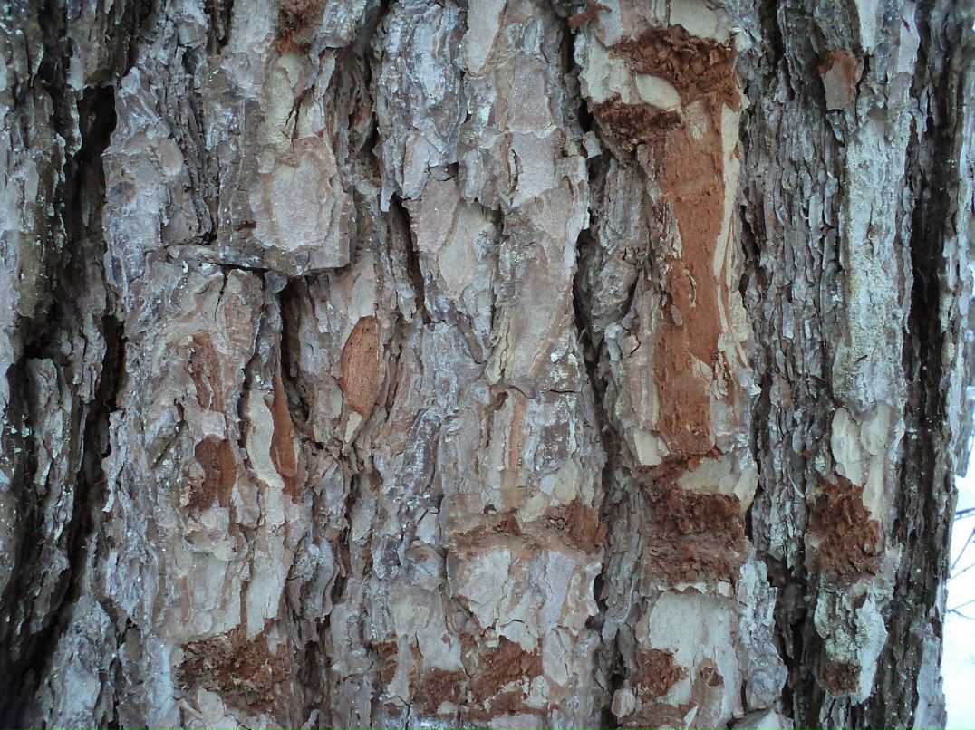 Надя Сизых | Дмитров