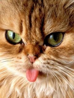 №72, Анастасия Иванина, 31 год, Электросталь №72, Анастасия Иванина, 31 год, Электросталь