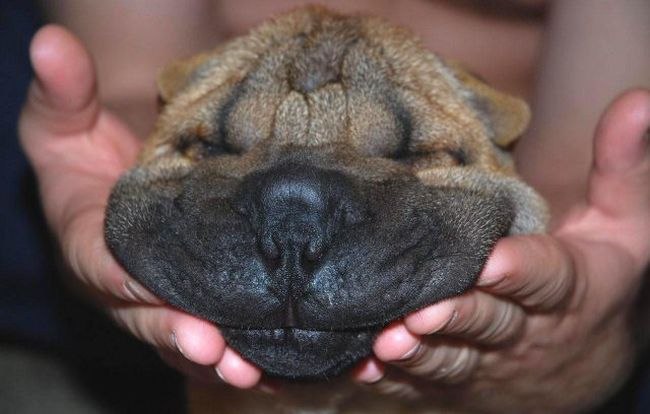 Андрей Гиргель | 