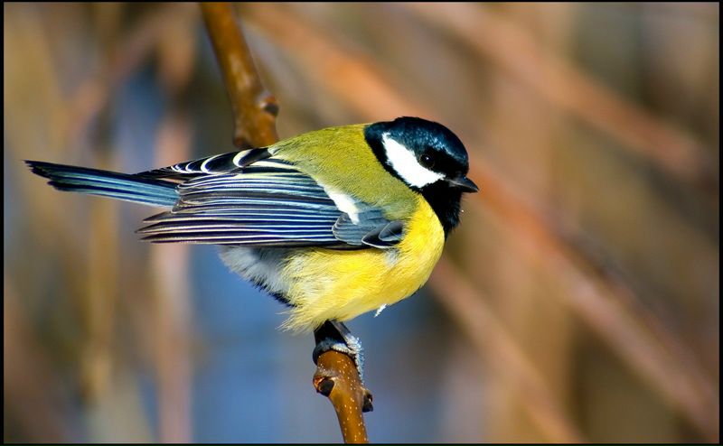 №147, Ксения Лебедева №147, Ксения Лебедева