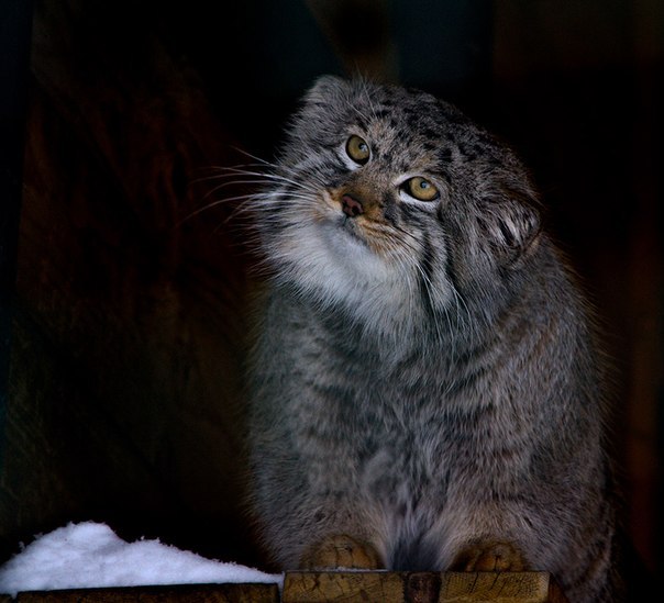 Алексей Сухов <Штирлиц> | Москва