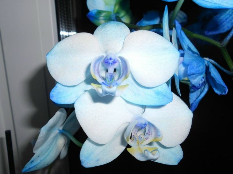 Анюта Макушкина @ПСИХ@ | Ногинск