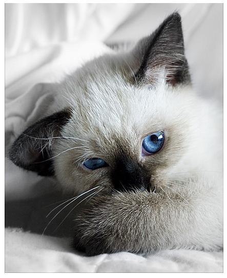 Наталья Перина | Москва