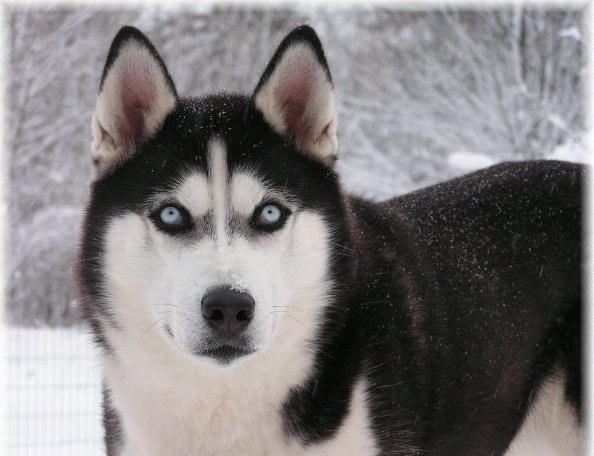 Александр Кашников | Москва