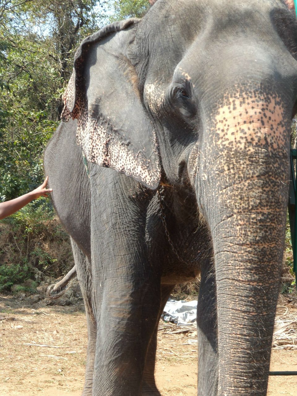 Антон Роньжин | 