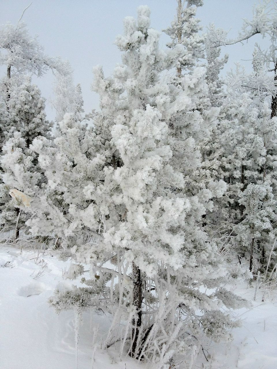 Василий Голосов | Киров
