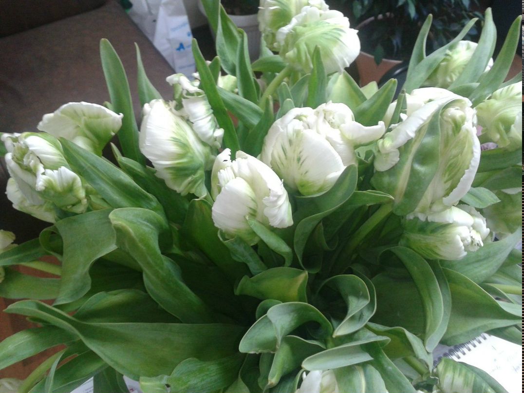 Екатерина Немальцова-Свичкарь Владимировна | Харьков