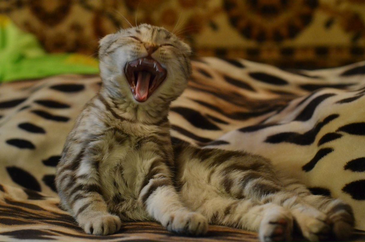 Натали Ростова ღ♥♫ ANGEL ♫ღ♥ | Санкт-Петербург