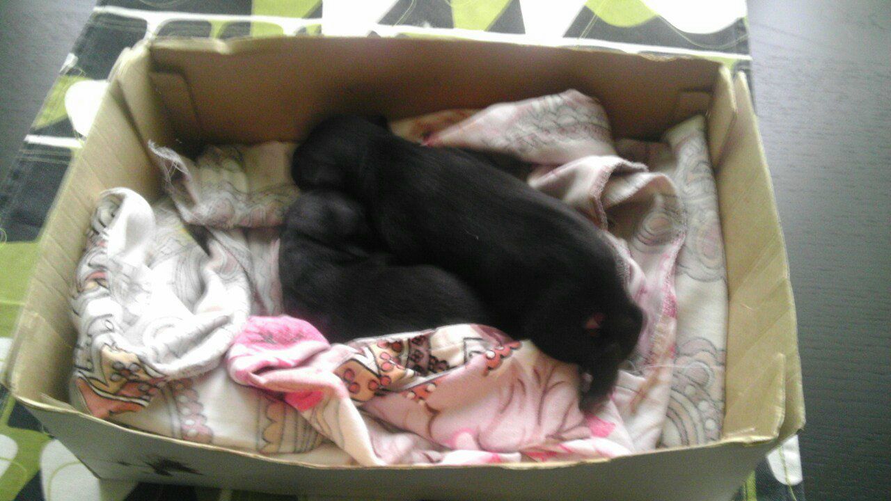 Владимир Шамарин | Печоры