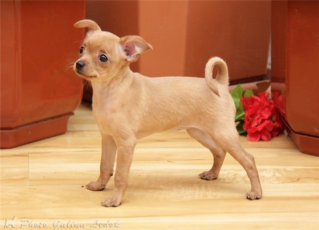 Ирчелл Ткачёва SCHöN | Симферополь