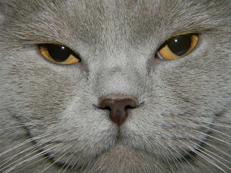 Мирослав Черевко | 