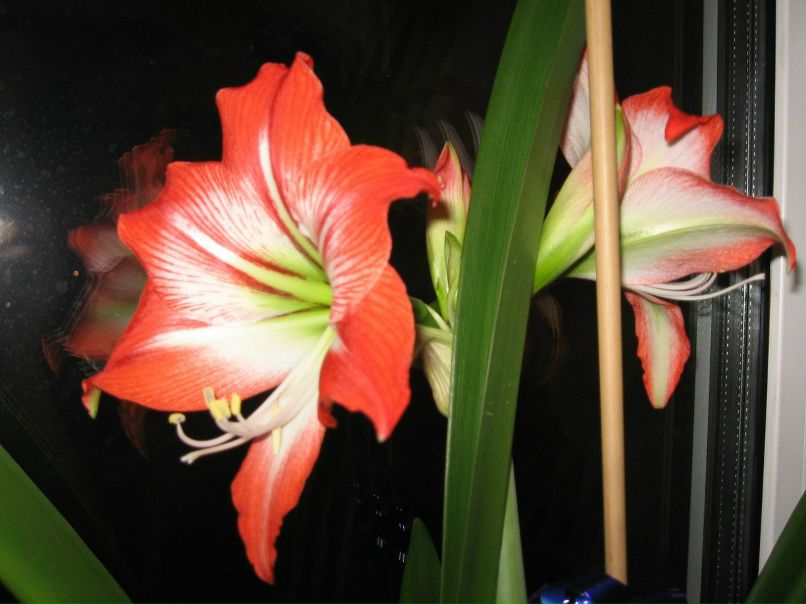 Елена Лонзингер | Красноярск