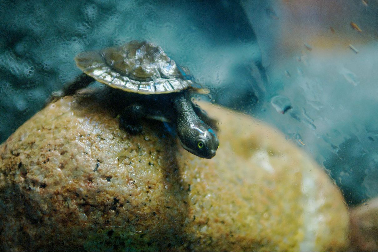 Дрю Святицкий | Melbourne