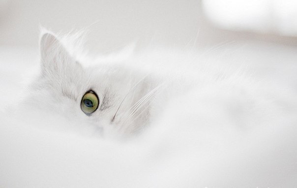 Мар'яна Акопян ☆ ♥ ツ ♥ ☆ | Новый Роздол