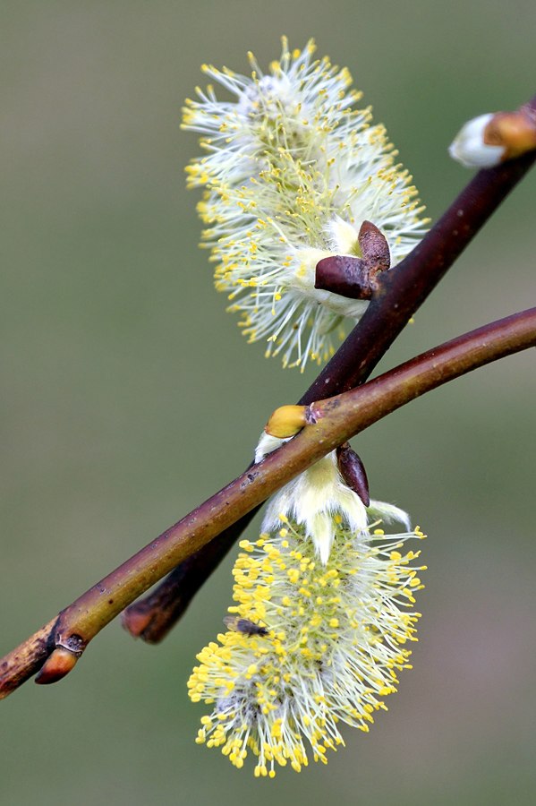 Αнатолий Αфанасьев art | Львов