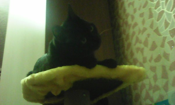 Александр Орлов, Россия, Кострома