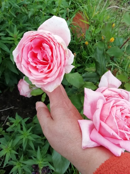 фотография из вКонтакте