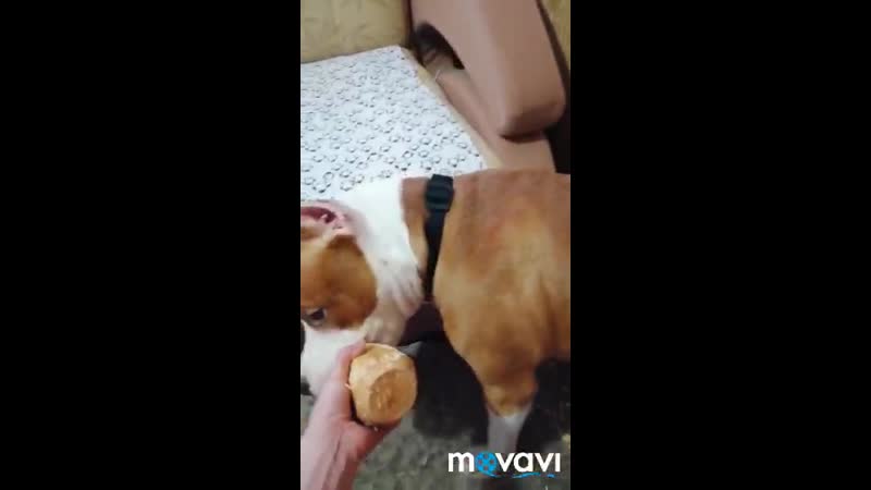 Видео от Булвайф Зорро София Лорен Фром Виктория