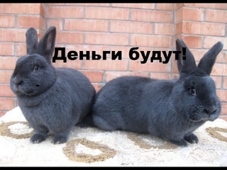 Заработок в деревне!!!#Кролики!!!жизнь в деревне.Бизнес на кроликах!!Всё честно!!