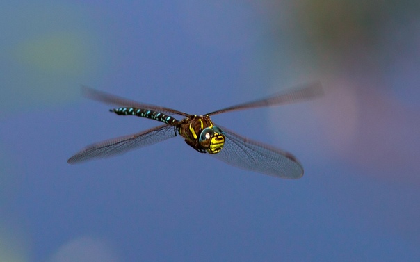 стрекоза в полете. одна стрекоза летит 12. полет стрекозы замедленная съемка. одна стрекоза летит 12. полет стрекозы.