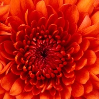 Герман Соколов