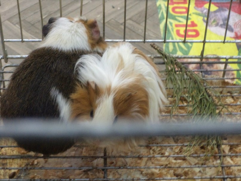 Ирина Соболева Алексеевна | Хабаровск