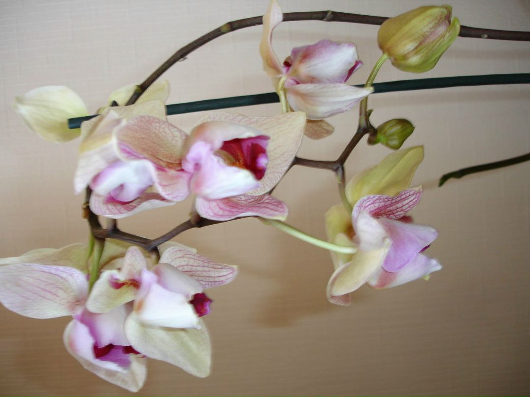 Валентина Косикова | Симферополь