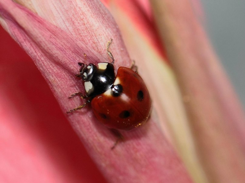 Александр Платонов | Иваново